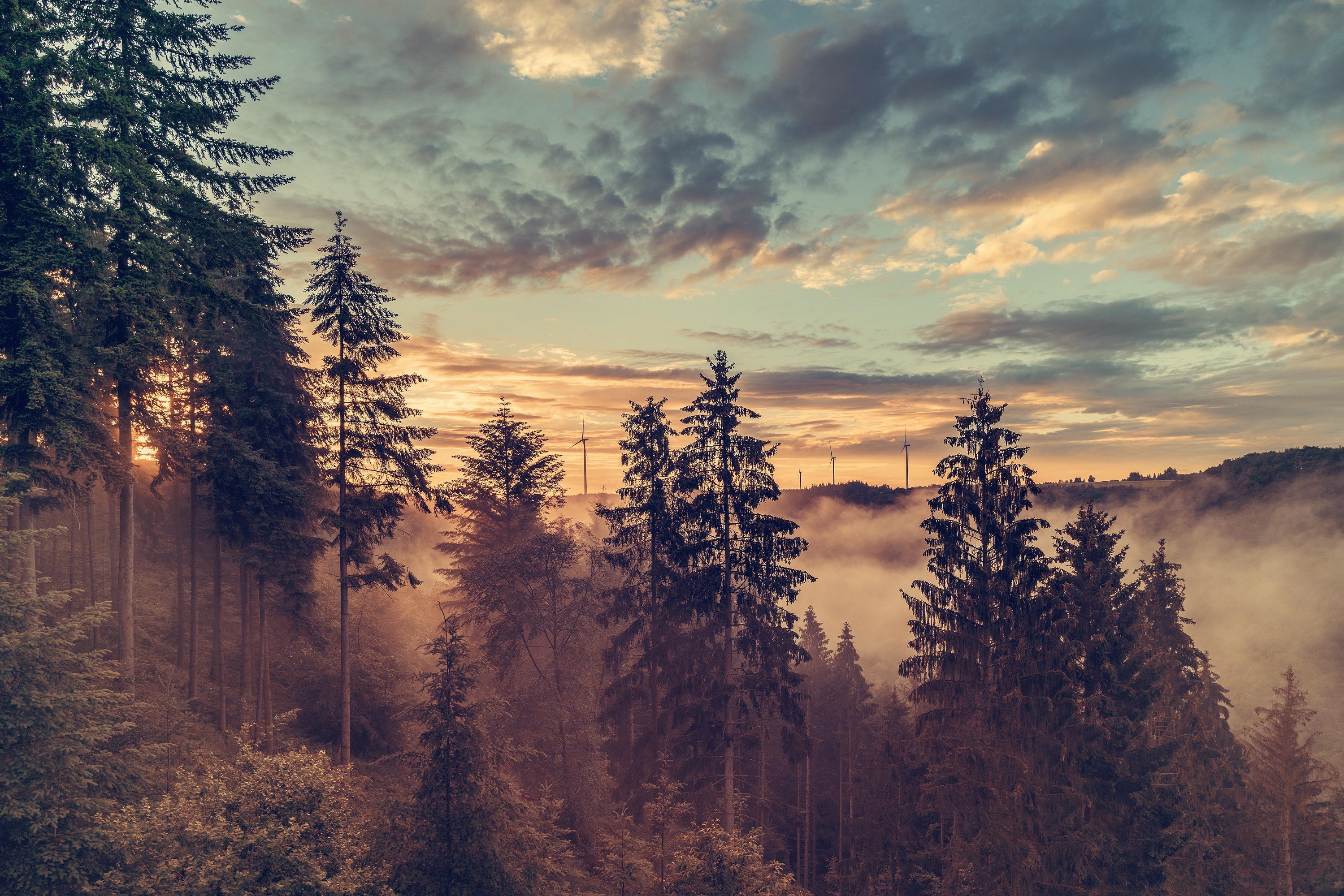 Photo of forest and wind turbines in sunset